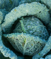 Zelje glavnato Langedijk - Brassica oleracea L. - semena zelja - 160 kosov