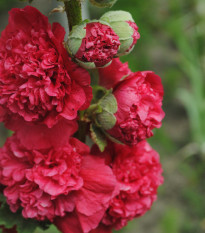 Topolovka Chaters Scarlet - Alcea rosea - semena topolovke - 30 kosov