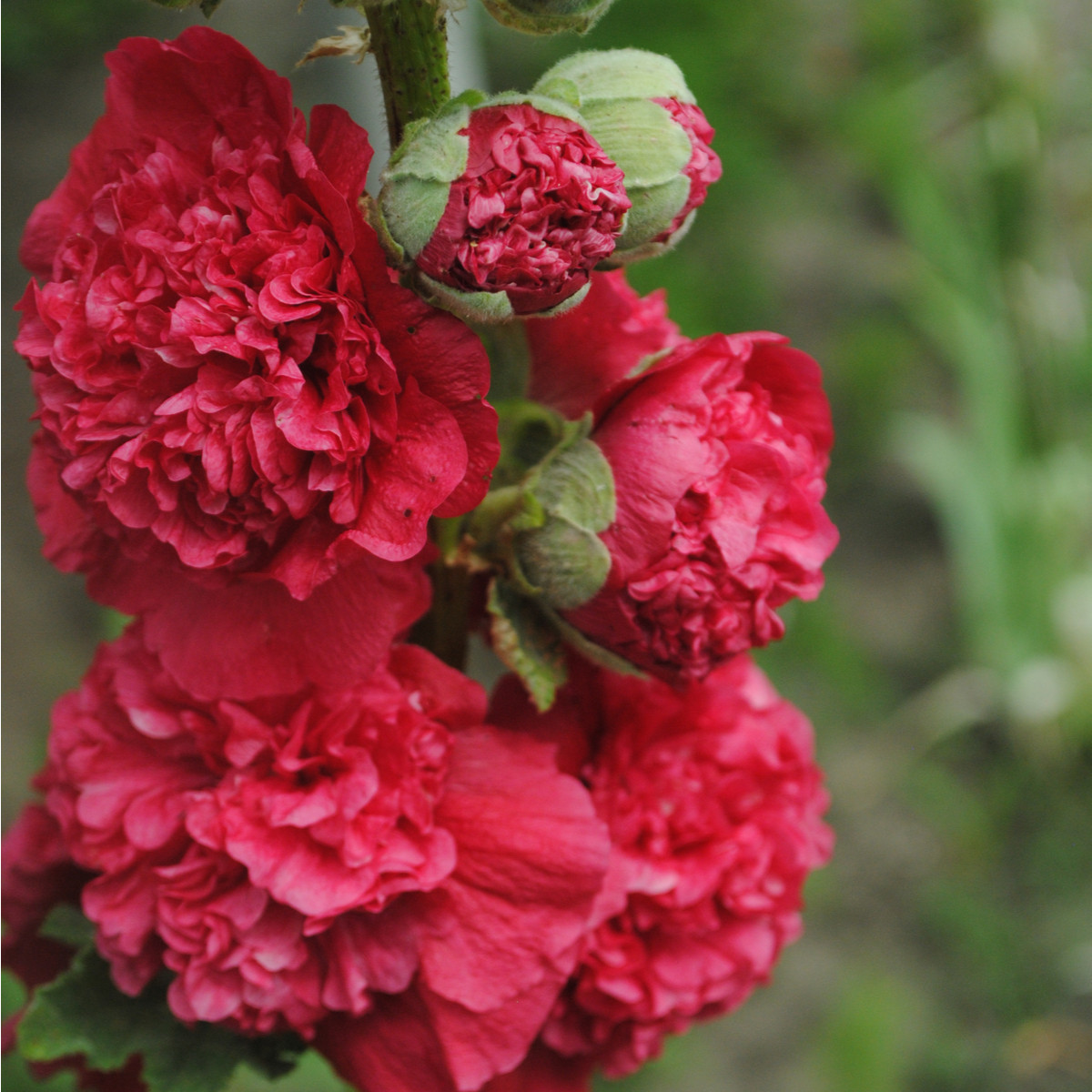 Topolovka Chaters Scarlet - Alcea rosea - semena topolovke - 30 kosov