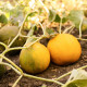 Meloun medový Bimbo F1 - Citrullus lanatus - semena melounu - 6 ks