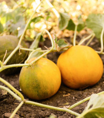 Meloun medový Bimbo F1 - Citrullus lanatus - semena melounu - 6 ks