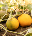 Melona medena Bimbo F1 - Citrullus lanatus - semena melone - 6 kosov