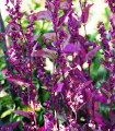 Vrtna loboda Scarlet - Atriplex hortensis - semena lobode - 60 kos