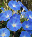 Modra povijnica – Ipomoea rubro-coerulea – semena povijnice – 25 kosov
