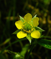 Kuklík městský - Geum urbanum - semena kuklíku - 50 ks