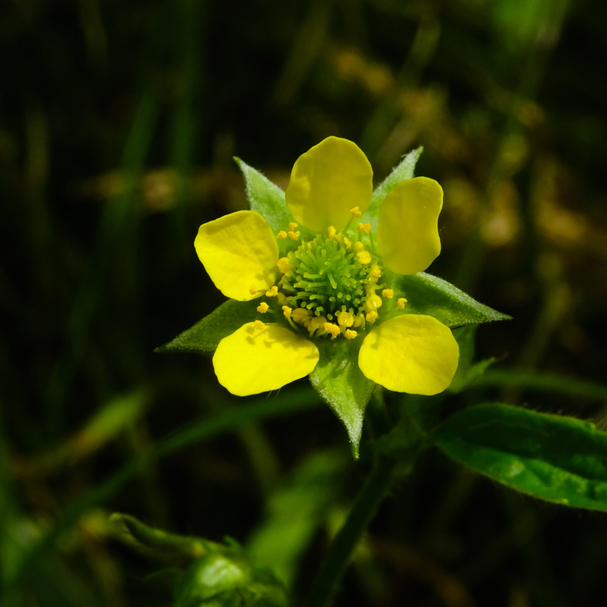Kuklík městský - Geum urbanum - semena kuklíku - 50 ks