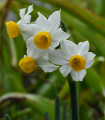 Narcis Canaliculatus - Narcissus - čebulice narcisa - 3 kosi