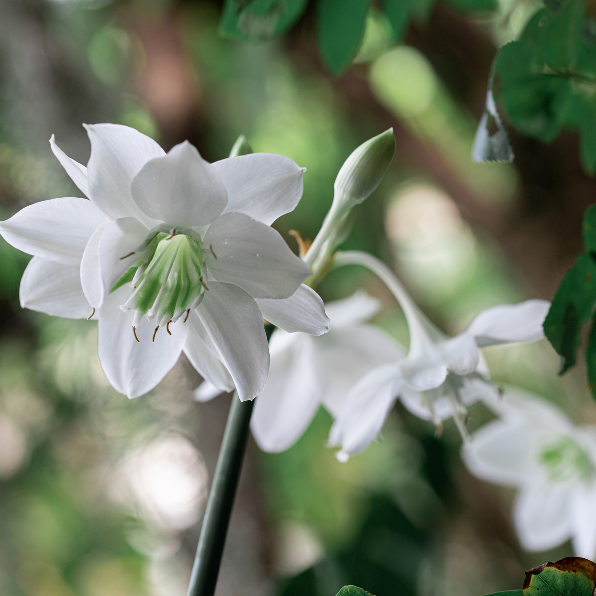 Líbenka - Eucharis - cibule líbenky - 1 ks