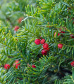 Japonski tisa - Taxus Cuspidata - semena - 5 kosov