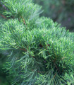 Kitajski brin - Juniperus chinensis - semena brina - 5 kosov