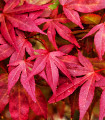 Japonski javor - Acer palmatum - semena javorja - 5 kos