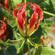 Glorióza popínavá - Gloriosa rotschildana - hlízy gloriózy - 1 ks