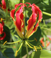 Glorioza vzpenjajoča - Gloriosa rotschildana - gomolji glorioze - 1 kos