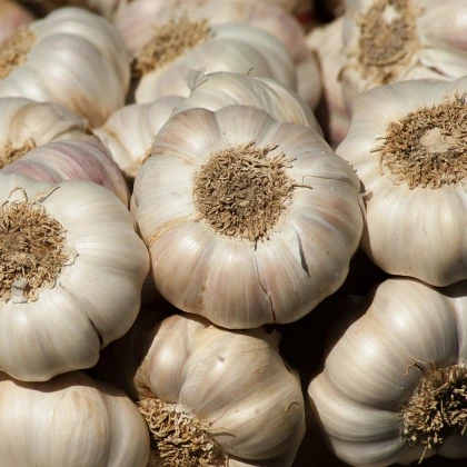 Sadbový česnek Flavor - Allium sativum - nepaličák - cibule česneku - 250 g