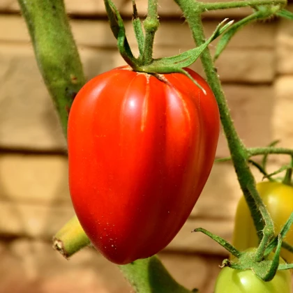 Rajče Big Mama F1 - Solanum lycopersicum - semena rajčete - 7 ks