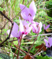 Ciklama roza - Cyclamen cilicium - gomolji ciklame - 1 kos