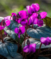 Ciklama vijolična - Cyclamen coum - gomolji ciklame - 1 kos