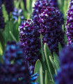 Hijacinta Dark Dimension - Hyacinthus - čebulica hijacinte - 1 kos