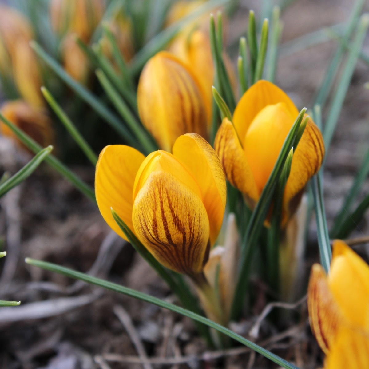 Krokus Dorothy - Crocus - hlízy krokusu - 3 ks