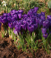 Krokus Remembrance - Crocus vernus - čebulice krokusa - 3 kosi