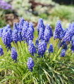 Modra čebulica armenska - Muscari armeniacum - čebulice modre čebulice - 5 kosov