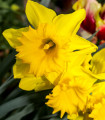 Narcis trobentasti Barenwyn - Narcissus - čebulice narcisa - 3 kosi