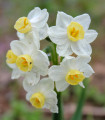 Narcis Minnow - Narcissus - čebulice narcisa - 3 kosi