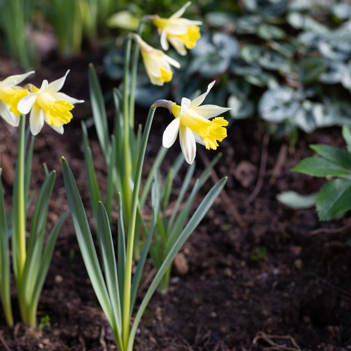 Narcis Topolino - Narcissus - cibule narcisu - 3 ks