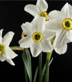 Narcis Poeticus Pheasant Eye Recurvus - Narcissus L. - čebulice narcise - 3 kosi