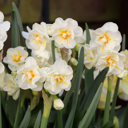 Narcis Sir Winston Churchill - Narcissus L. - čebulice - 3 kosi