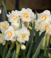 Narcis Sir Winston Churchill - Narcissus L. - čebulice - 3 kosi