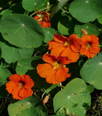 Lichořeřišnice Tom Pouce směs - Tropaeolum majus - semena lichořeřišnice - 15 ks