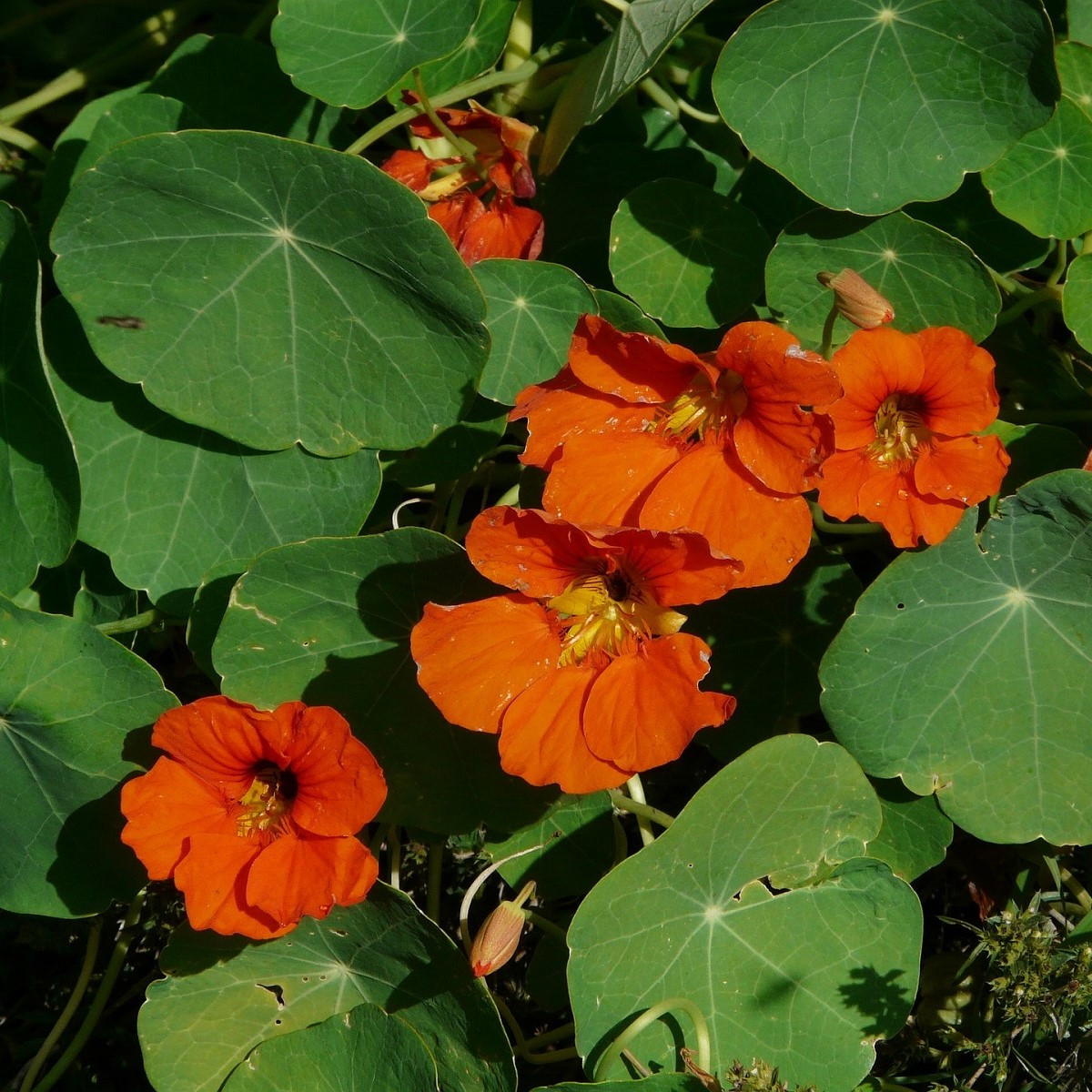 Lichořeřišnice Tom Pouce směs - Tropaeolum majus - semena lichořeřišnice - 15 ks