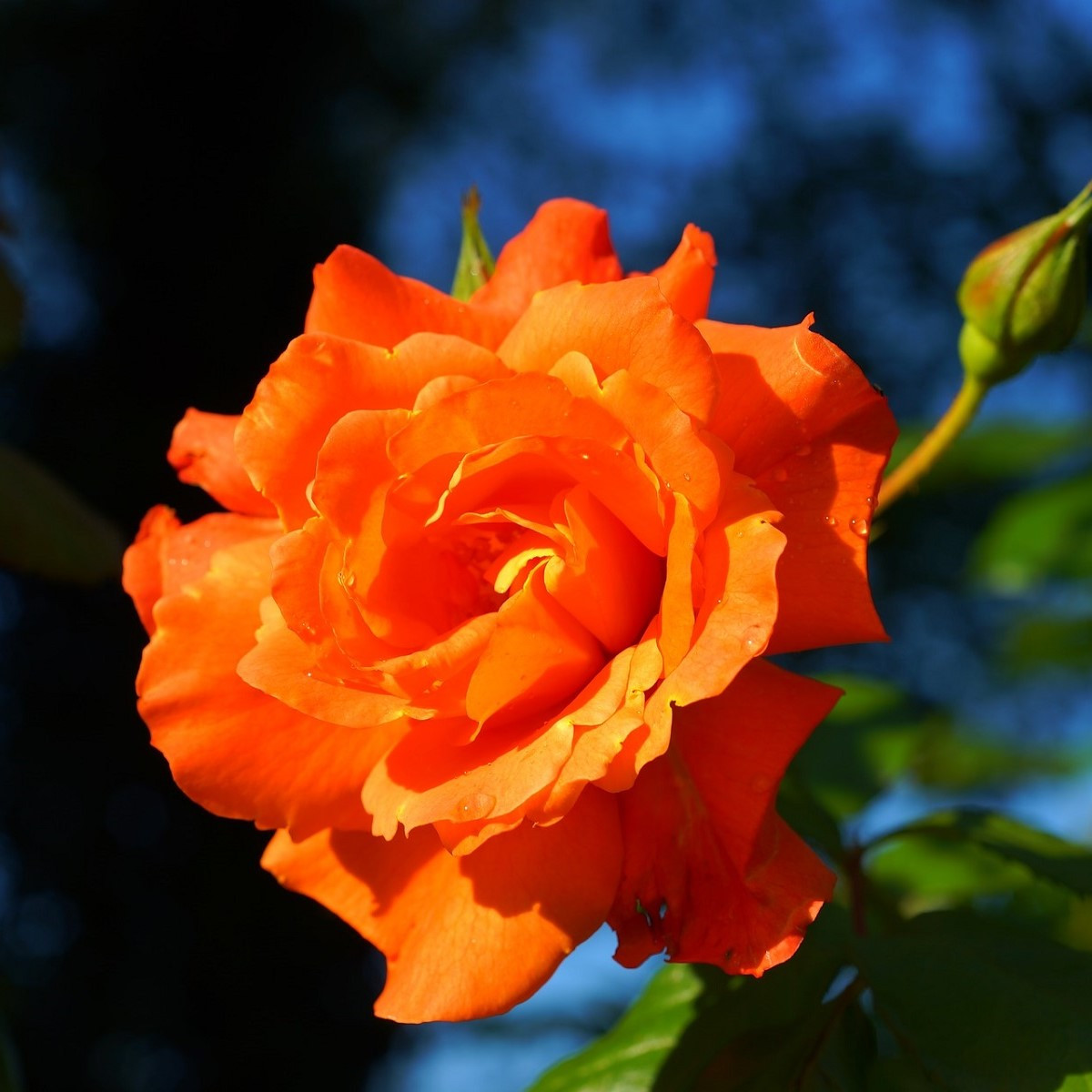 Růže velkokvětá keřová oranžová - Rosa - prostokořenné sazenice růže - 1 ks