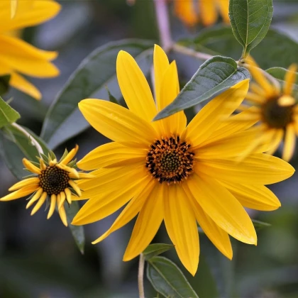 Topinambur - Helianthus tuberosus - prostokořenné sazenice topinamburu - 1 ks