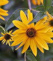 Topinambur gomoljasti - Helianthus tuberosus - prostokoreninske sadike topinamburja - 1 kos