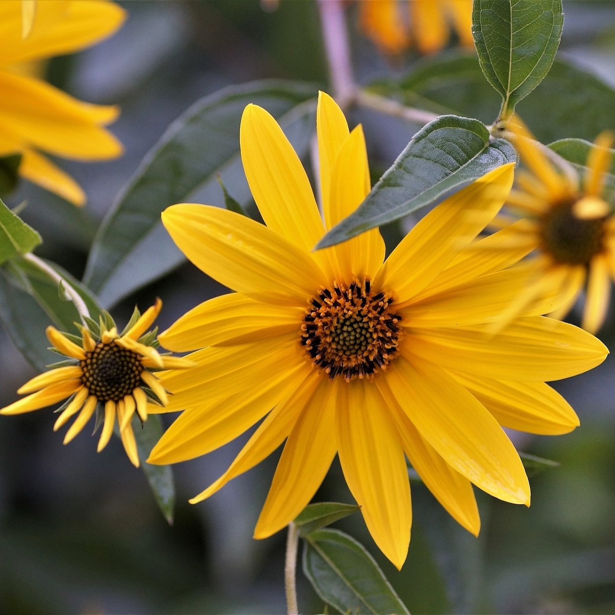 Topinambur - Helianthus tuberosus - prostokořenné sazenice topinamburu - 1 ks