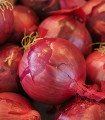 Čebula čebulček Karmen - Allium cepa - čebulice - 250 g