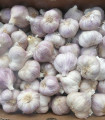 Semen česna Sultop - Allium sativum - trdočesnek - čebula česna - 1 paket