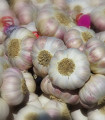 Česen za sajenje Arno – Allium sativum – brez stebla – česnovi čebulici – 1 pakiranje