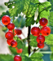 Rdeči ribez - Ribes sylvestre - sadike ribeza brez korenin - 1 kos