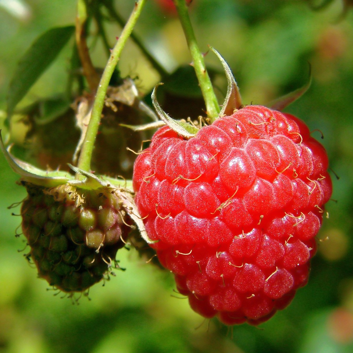 Maliník - Rubus idaeus - prostokořenné sazenice maliníku - 2 ks