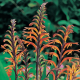 Chasmanthe - Chasmanthe saturnus - cibule chasmanthe - 2 ks