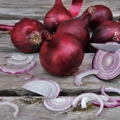 Cibule sazečka Romy - Allium cepa - cibulky - 500 g