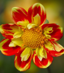 Jiřinka proměnlivá Dandy směs - Dahlia variabilis - semena jiřinky - 14 ks