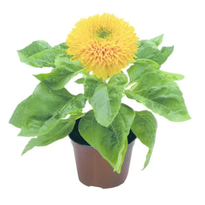 Slunečnice Teddy Bear - Helianthus annuus - semena slunečnice - 15 ks
