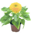 Sončnica Teddy Bear - Helianthus annuus - semena sončnice - 15 kosov
