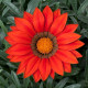 Gazánie Frosty Kiss Red F1 - Gazania rigens - semena gazánie - 12 ks