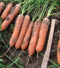 Mrkev raná Marion F1 - Daucus carota - semena mrkve - 900 ks