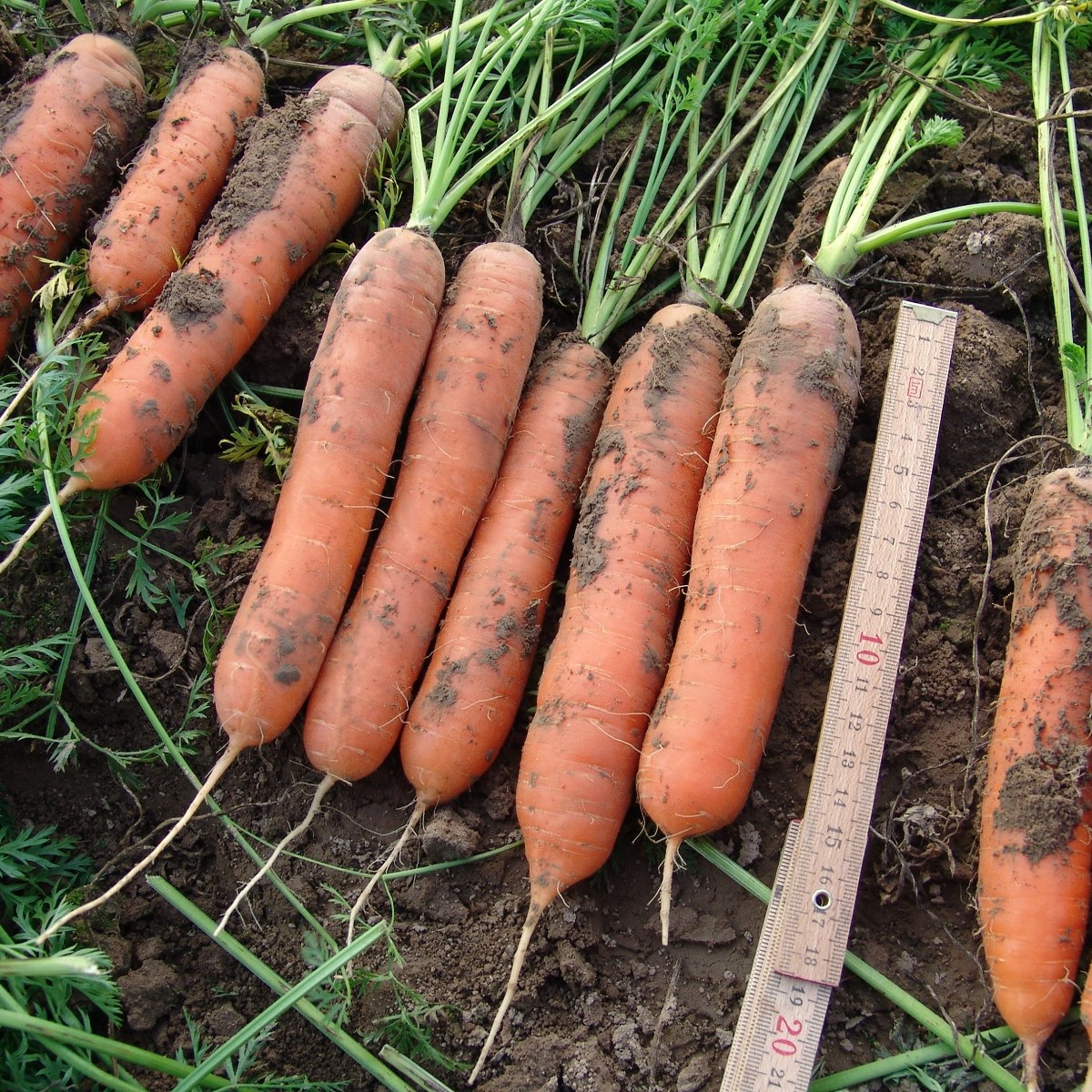 Mrkev raná Marion F1 - Daucus carota - semena mrkve - 900 ks